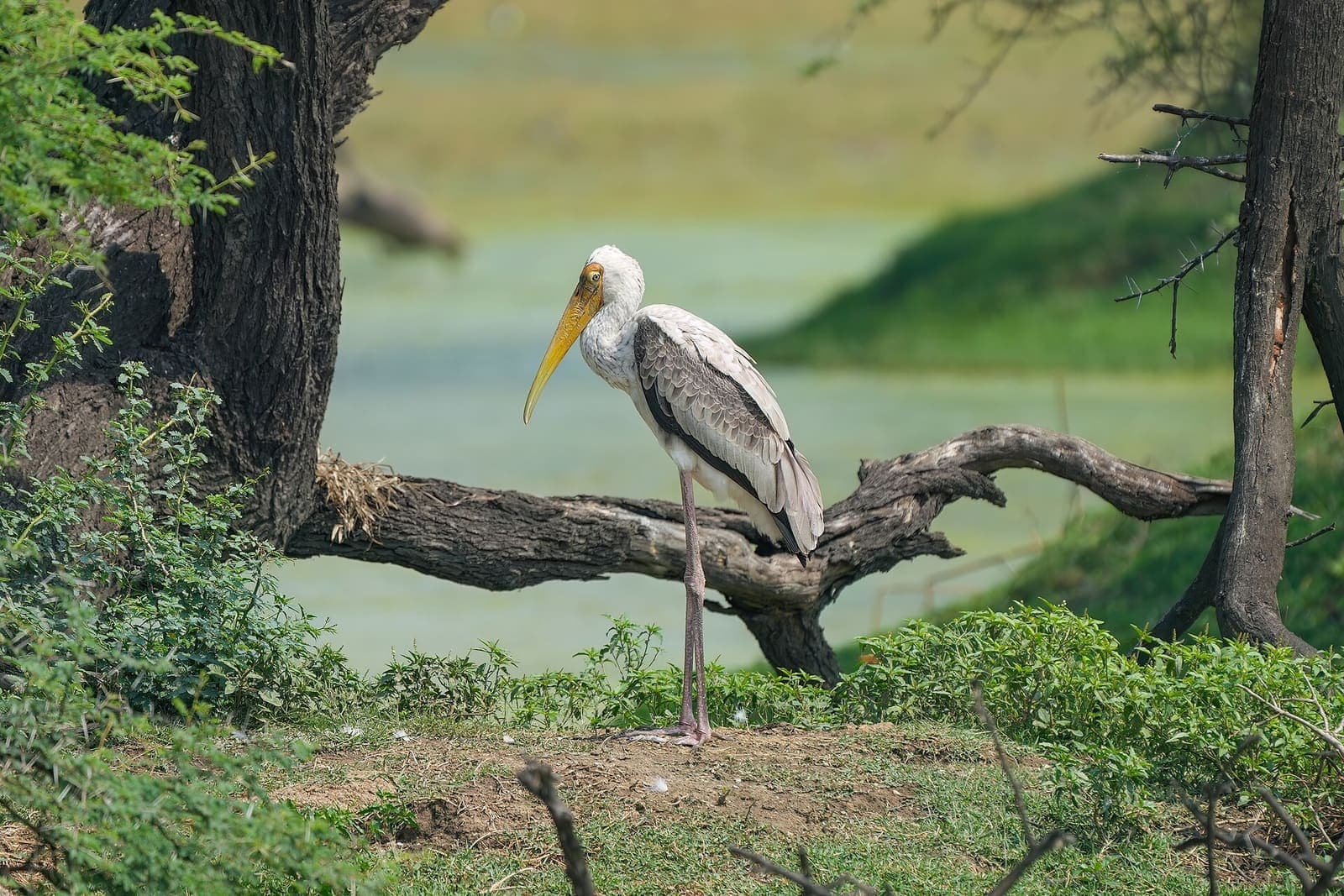 A painted stork with a long yellow bill standing under a tree beside a green wetland at Keoladeo National Park, Bharatpur